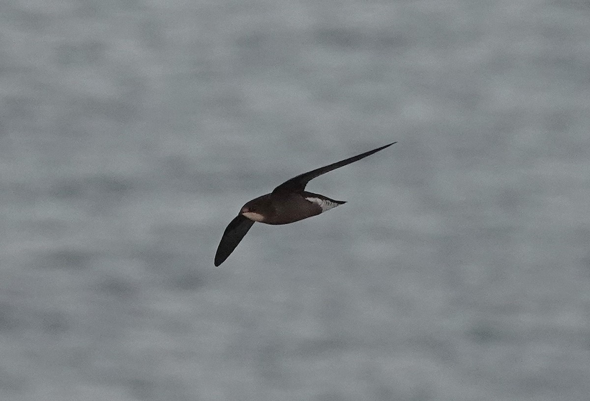 White-throated Needletail - ML643146291