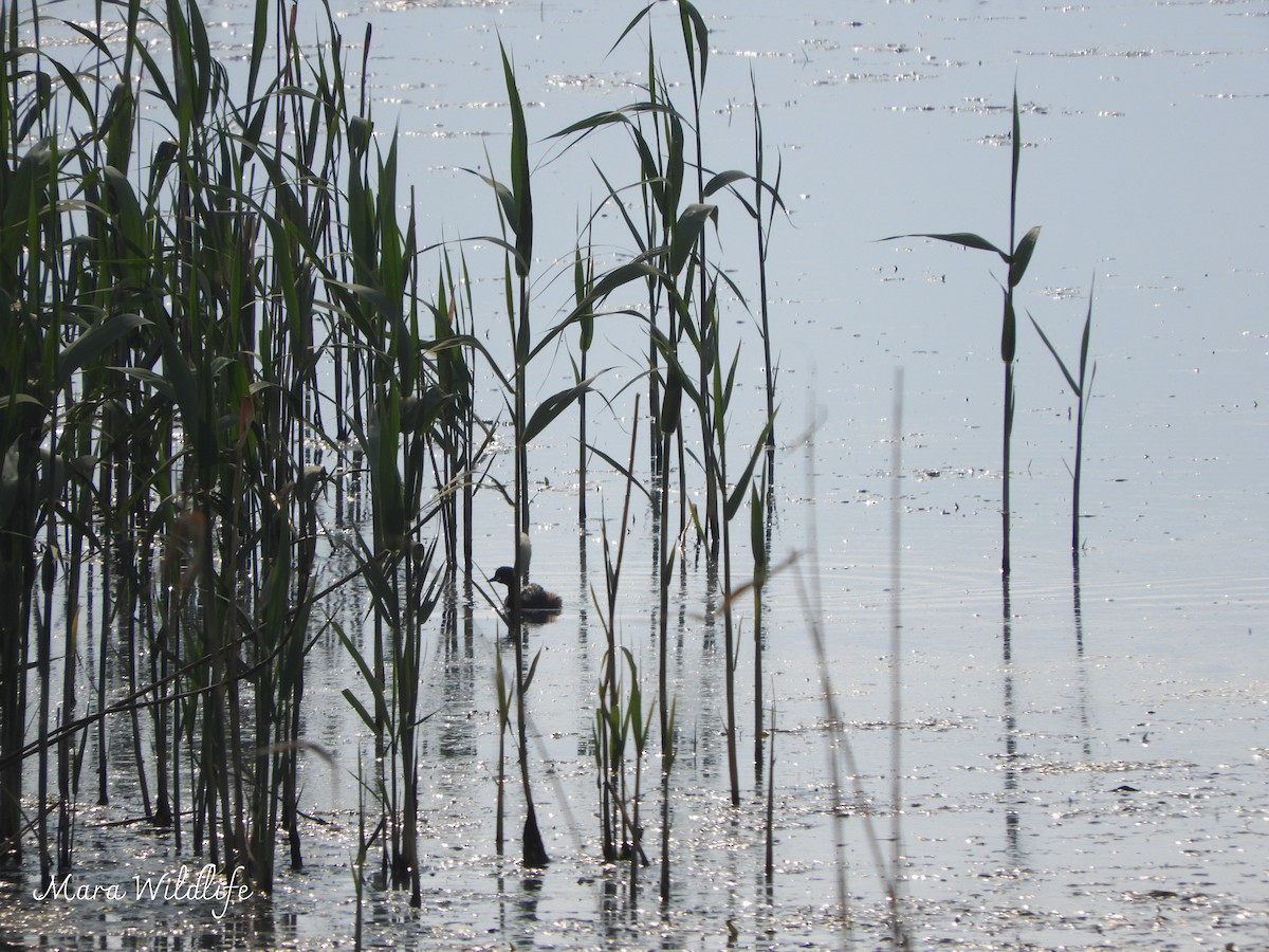 Little Grebe - ML643146292