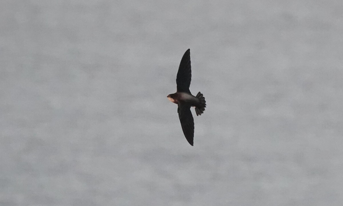 White-throated Needletail - ML643146293