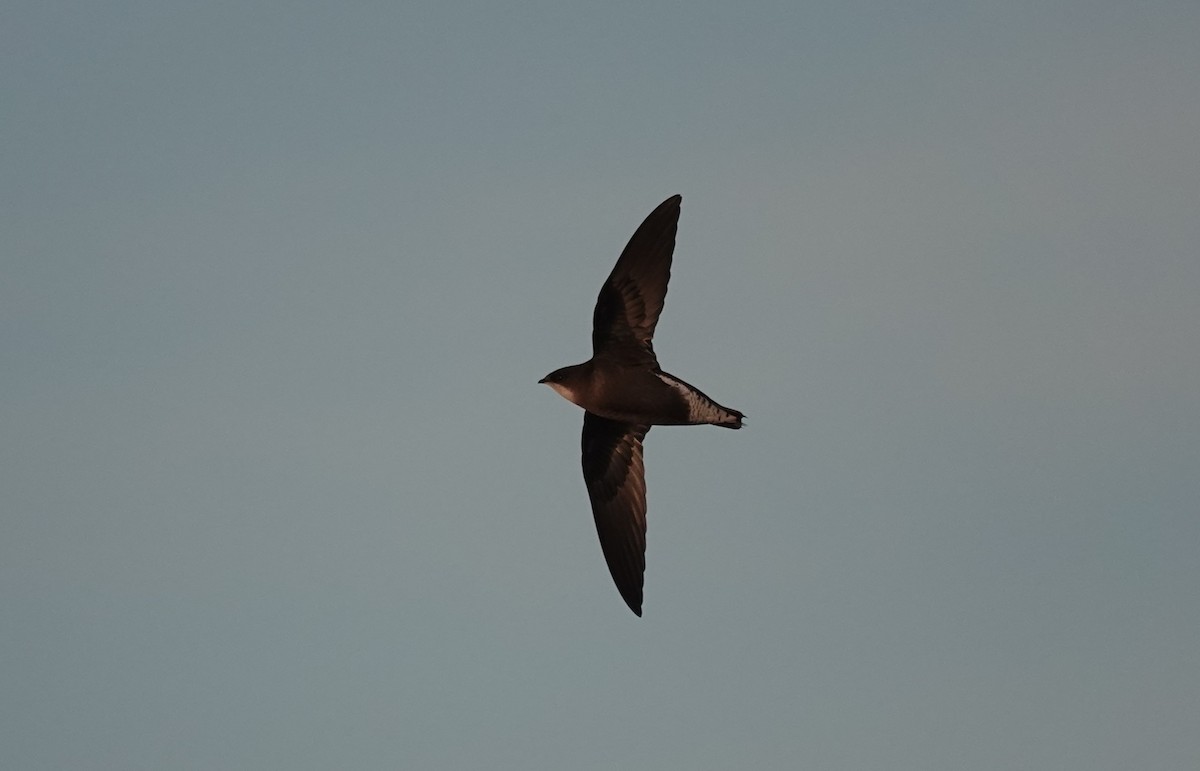 White-throated Needletail - ML643146294