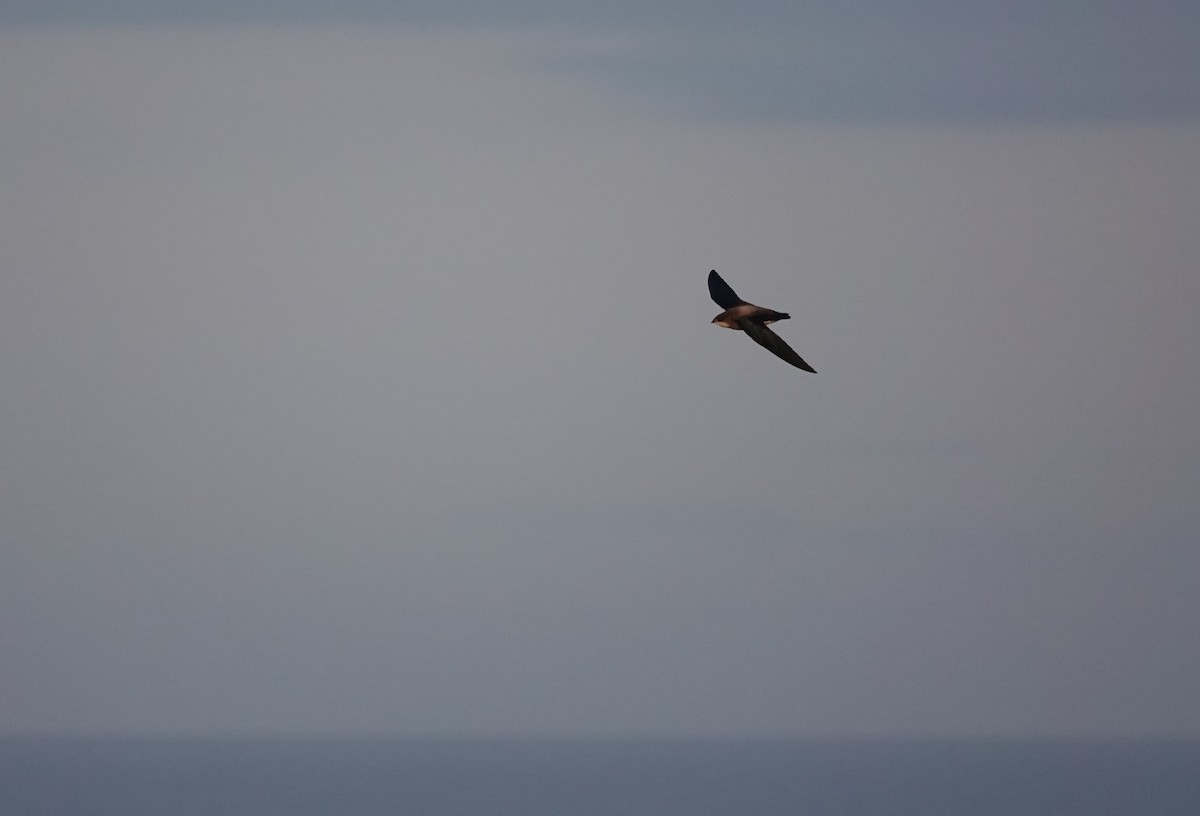 White-throated Needletail - ML643146295