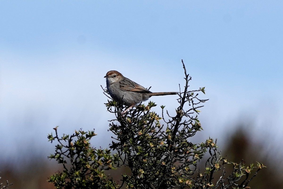 Gray-backed Cisticola - ML643146305