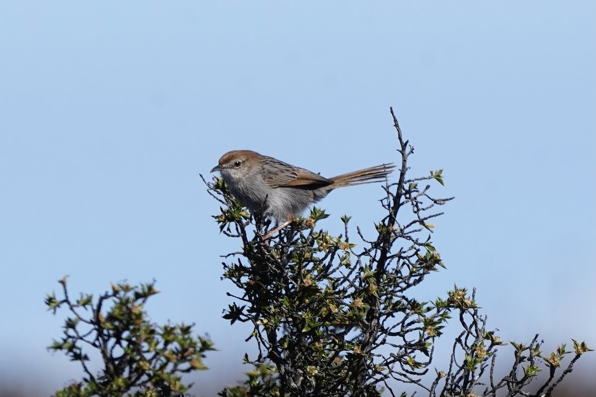 Gray-backed Cisticola - ML643146306
