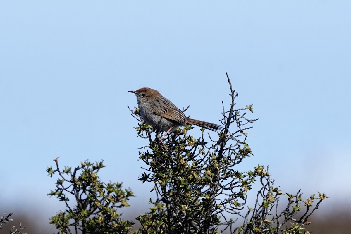 Gray-backed Cisticola - ML643146307