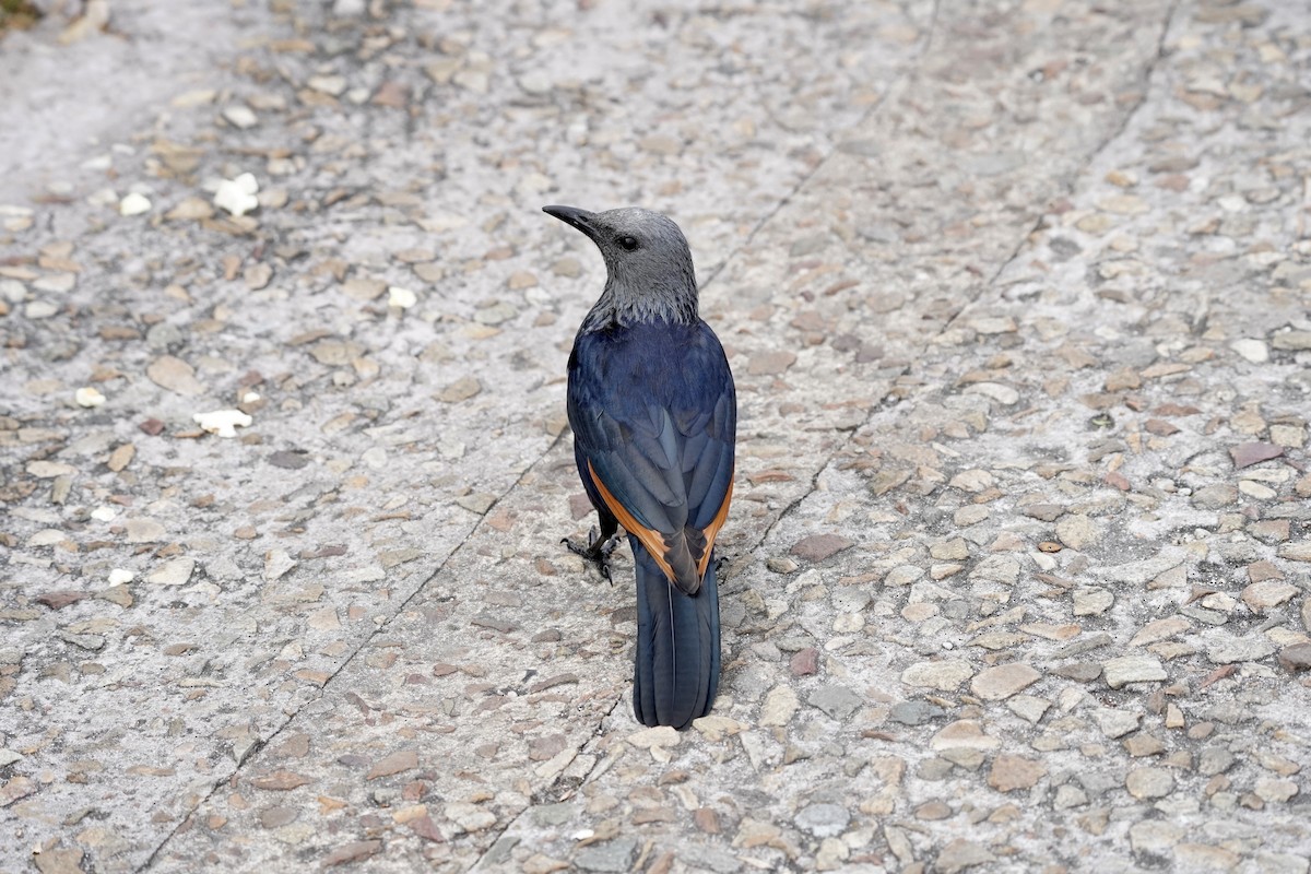 Rotschwingenstar - ML643146316