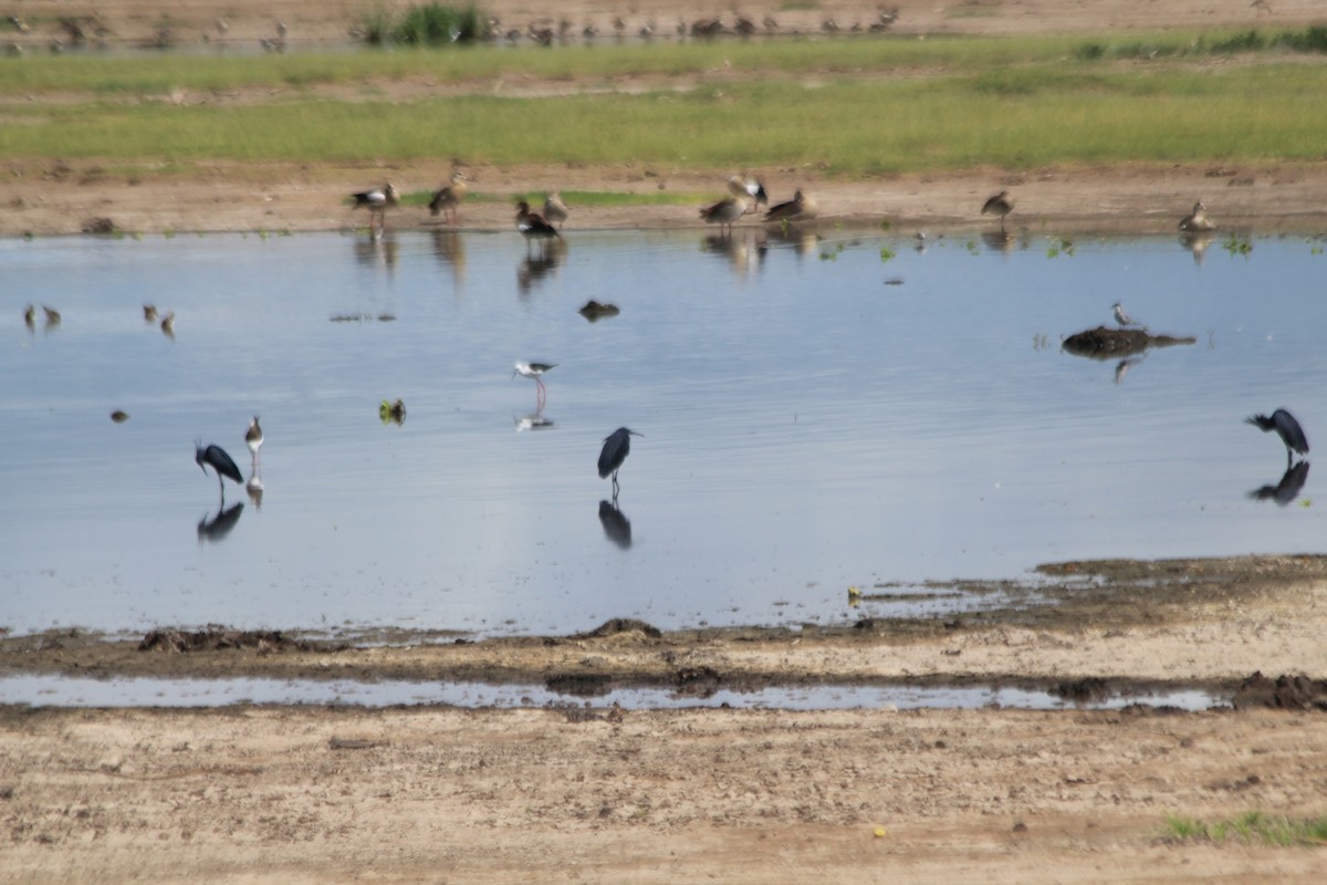 Black Heron - ML643146317