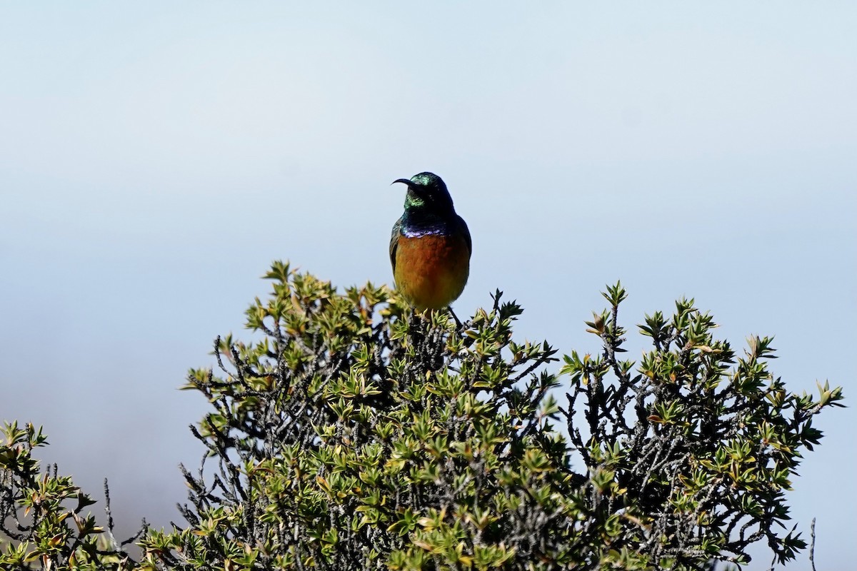 Goldbrust-Nektarvogel - ML643146319