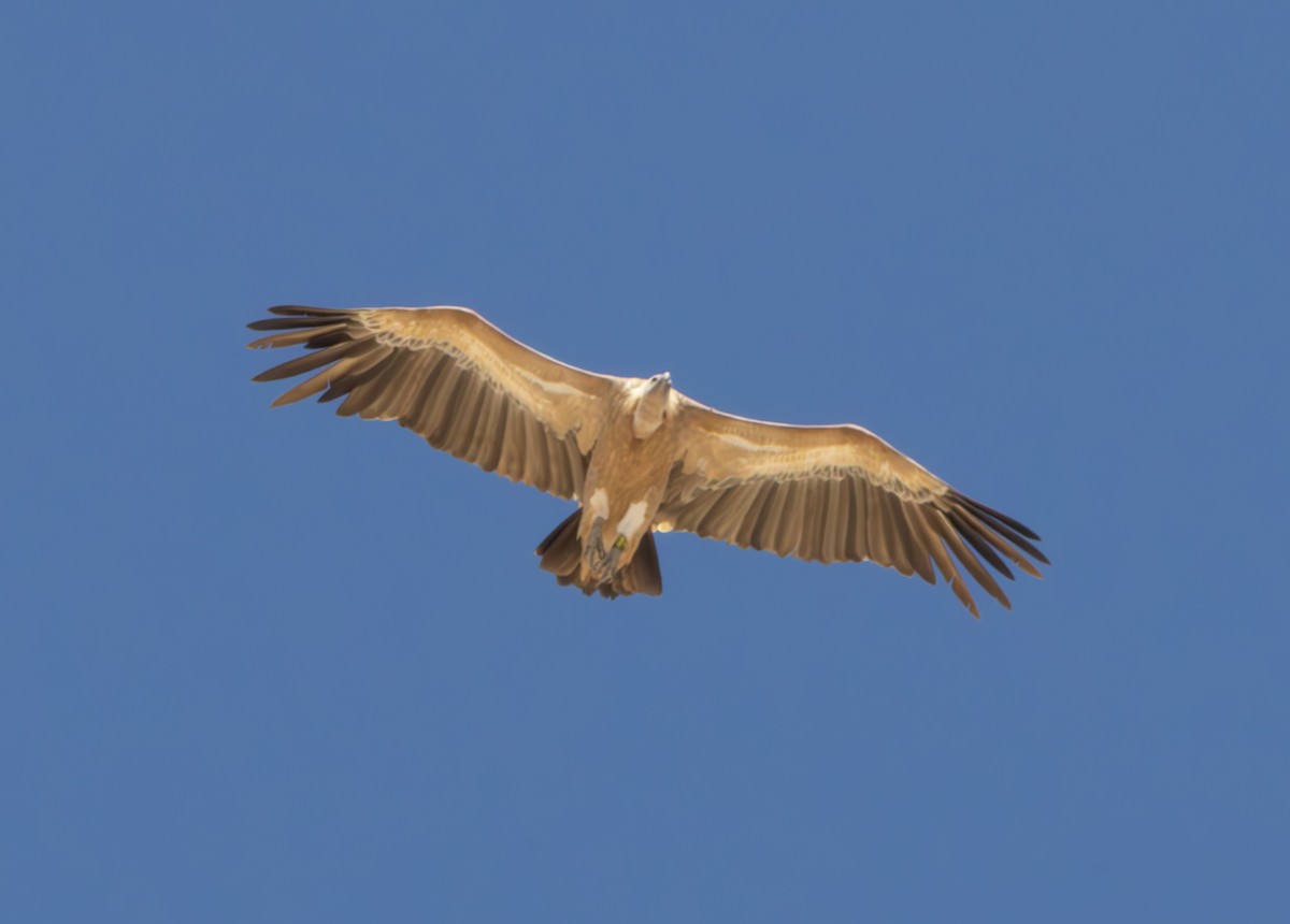 Gänsegeier - ML643146321