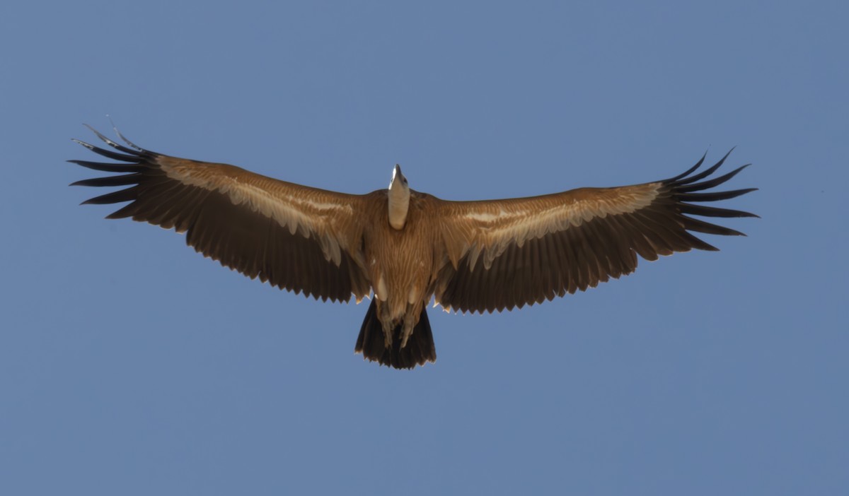 Gänsegeier - ML643146322
