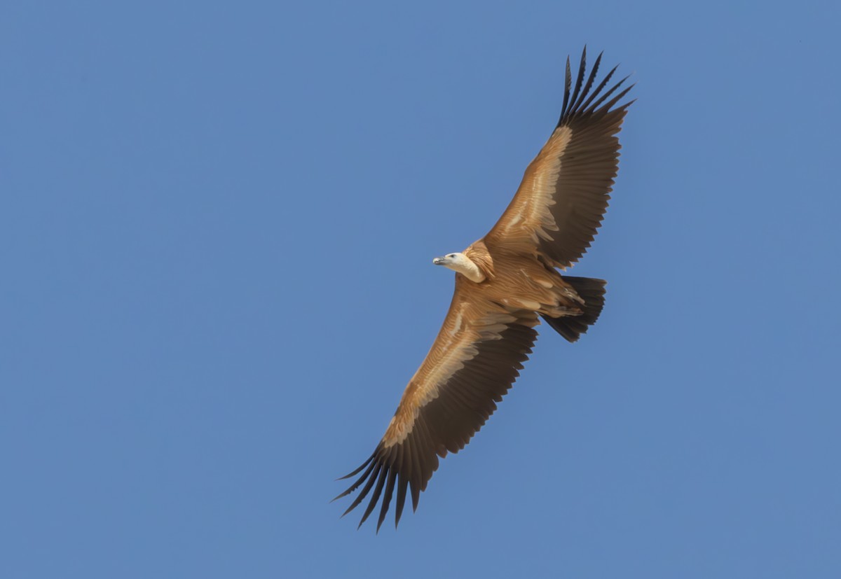 Gänsegeier - ML643146323