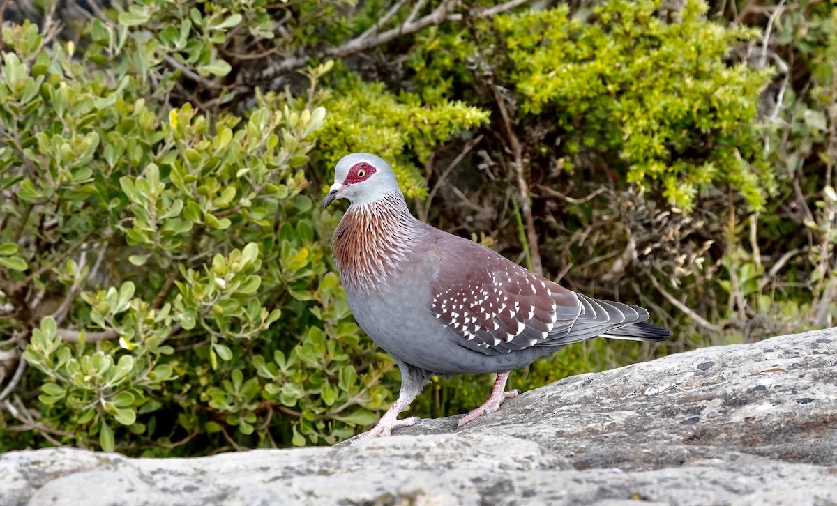 Guineataube - ML643146330