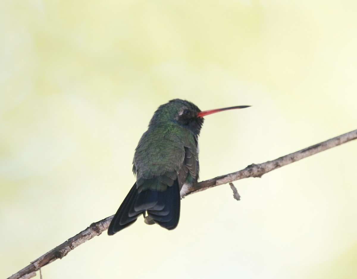 Breitschnabelkolibri - ML643146347