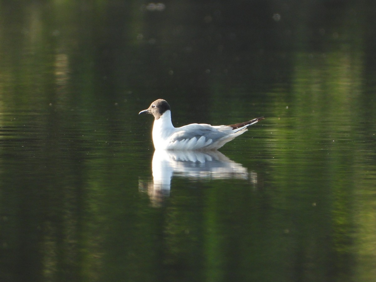 Mouette de Bonaparte - ML643146361