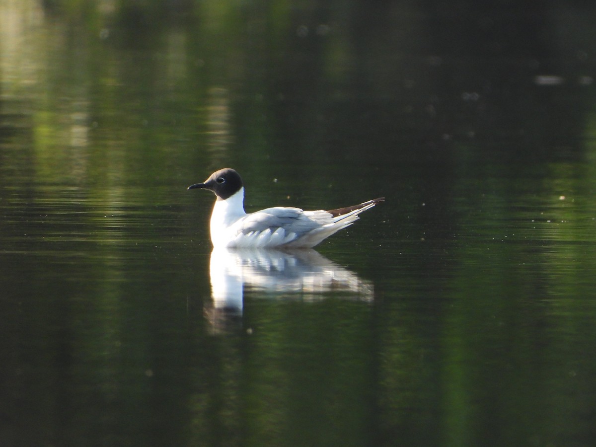 Mouette de Bonaparte - ML643146373