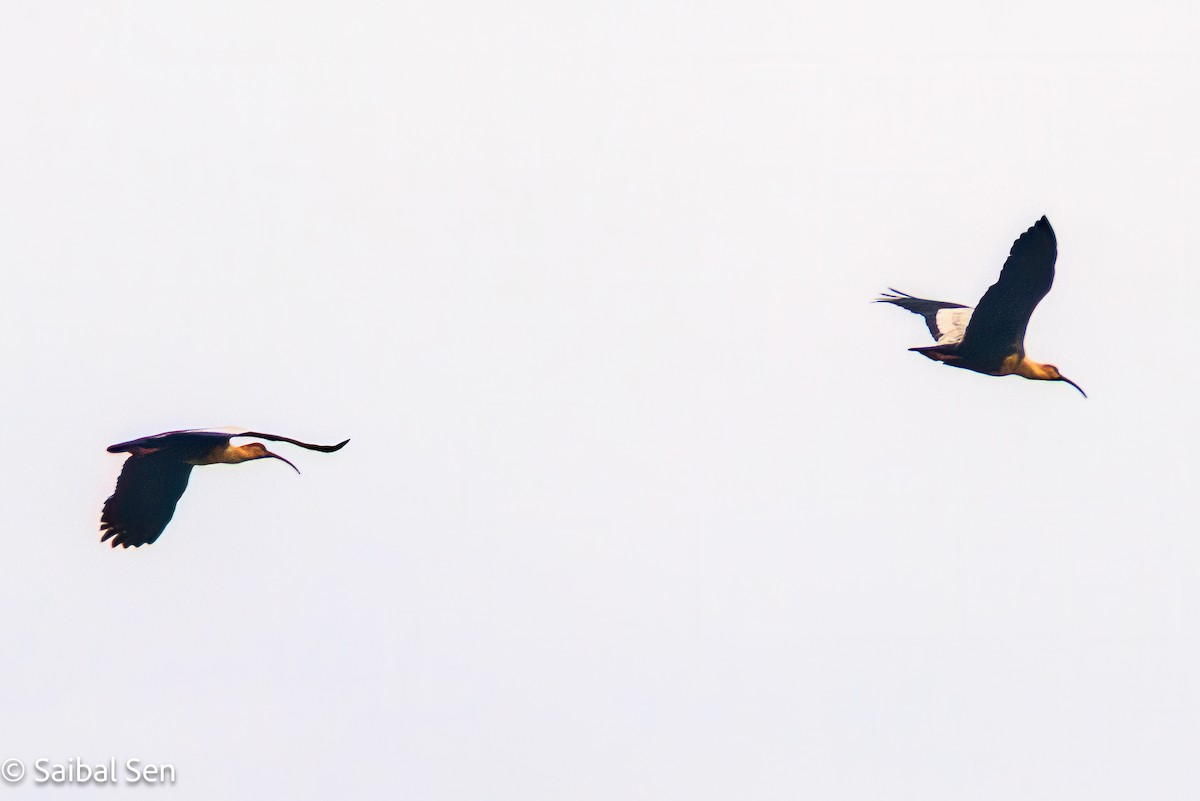 Black-faced Ibis - ML643146375