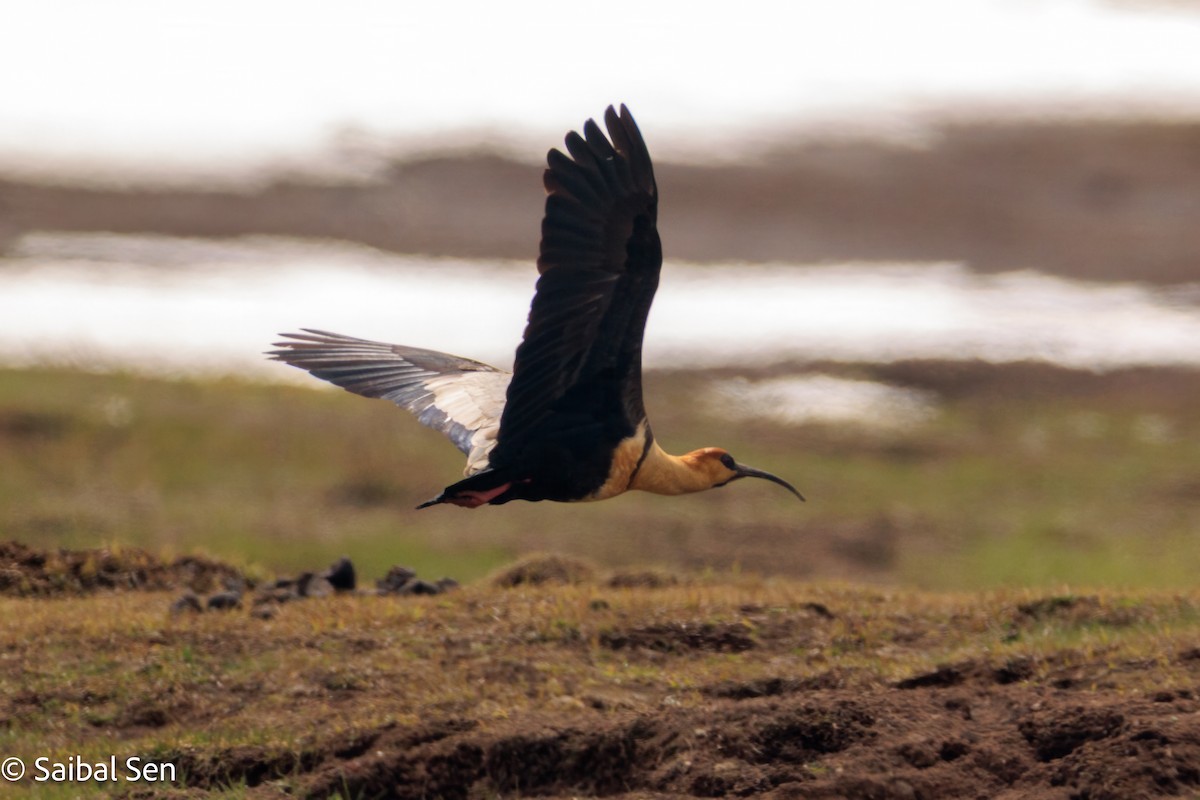 Black-faced Ibis - ML643146376