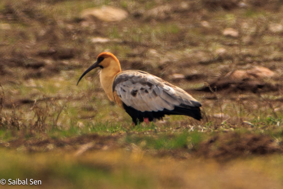 Black-faced Ibis - ML643146377