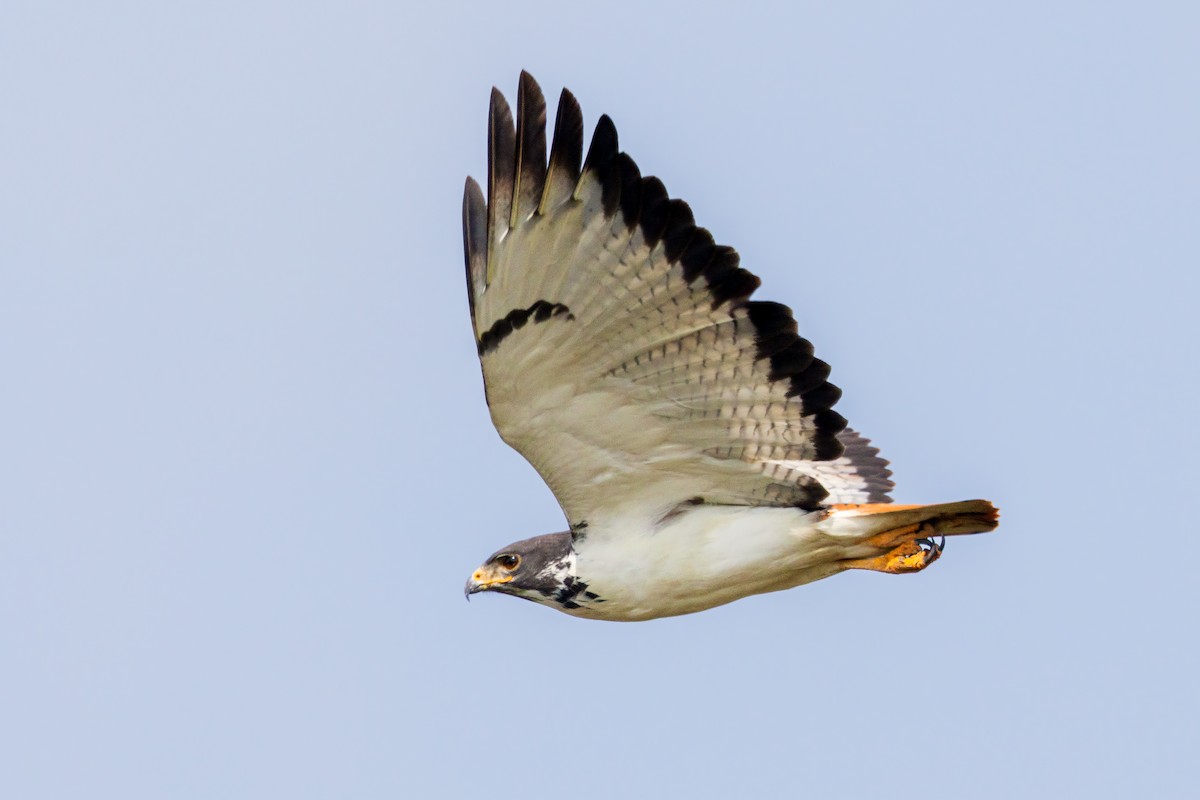 Augurbussard - ML643146383