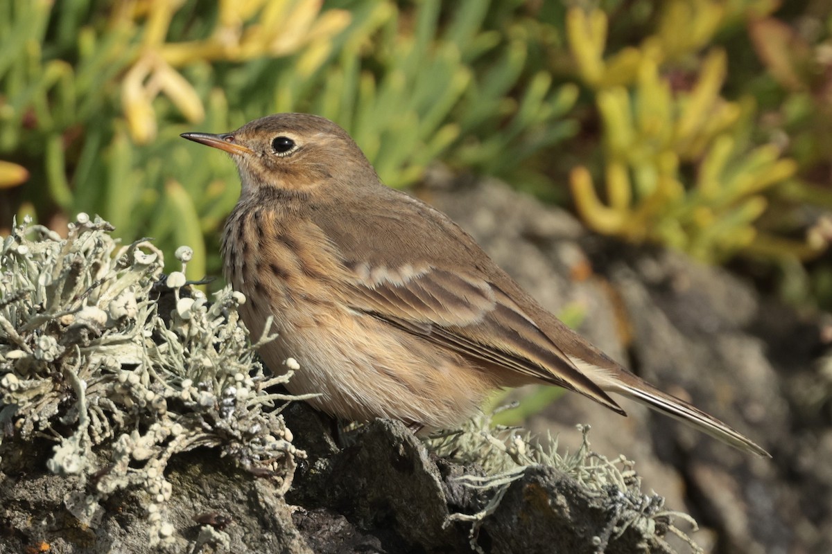 American Pipit - ML643146384