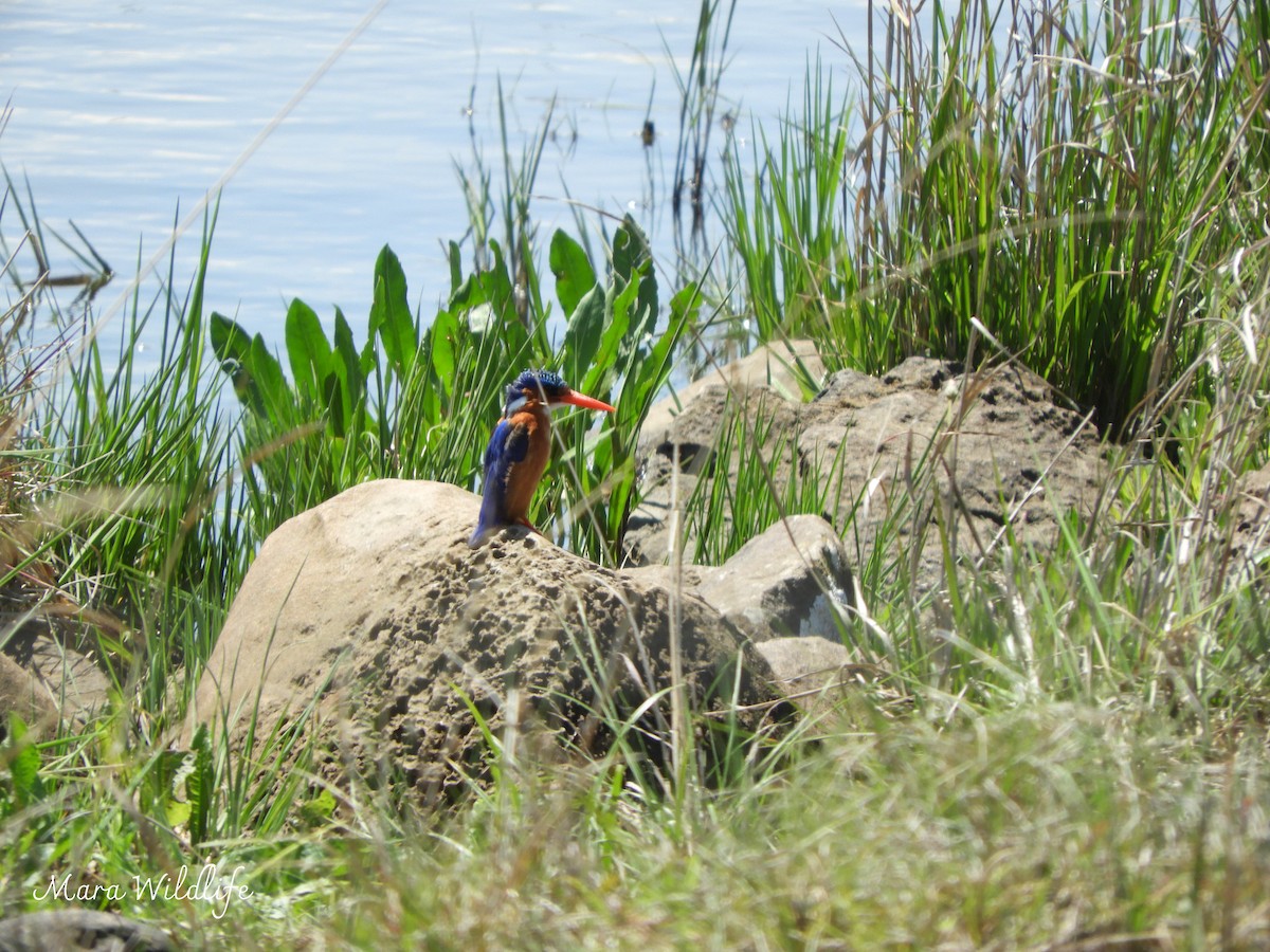 Malachite Kingfisher - ML643146435