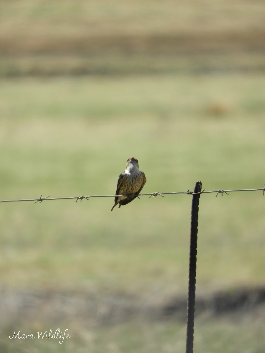 Greater Striped Swallow - ML643146485