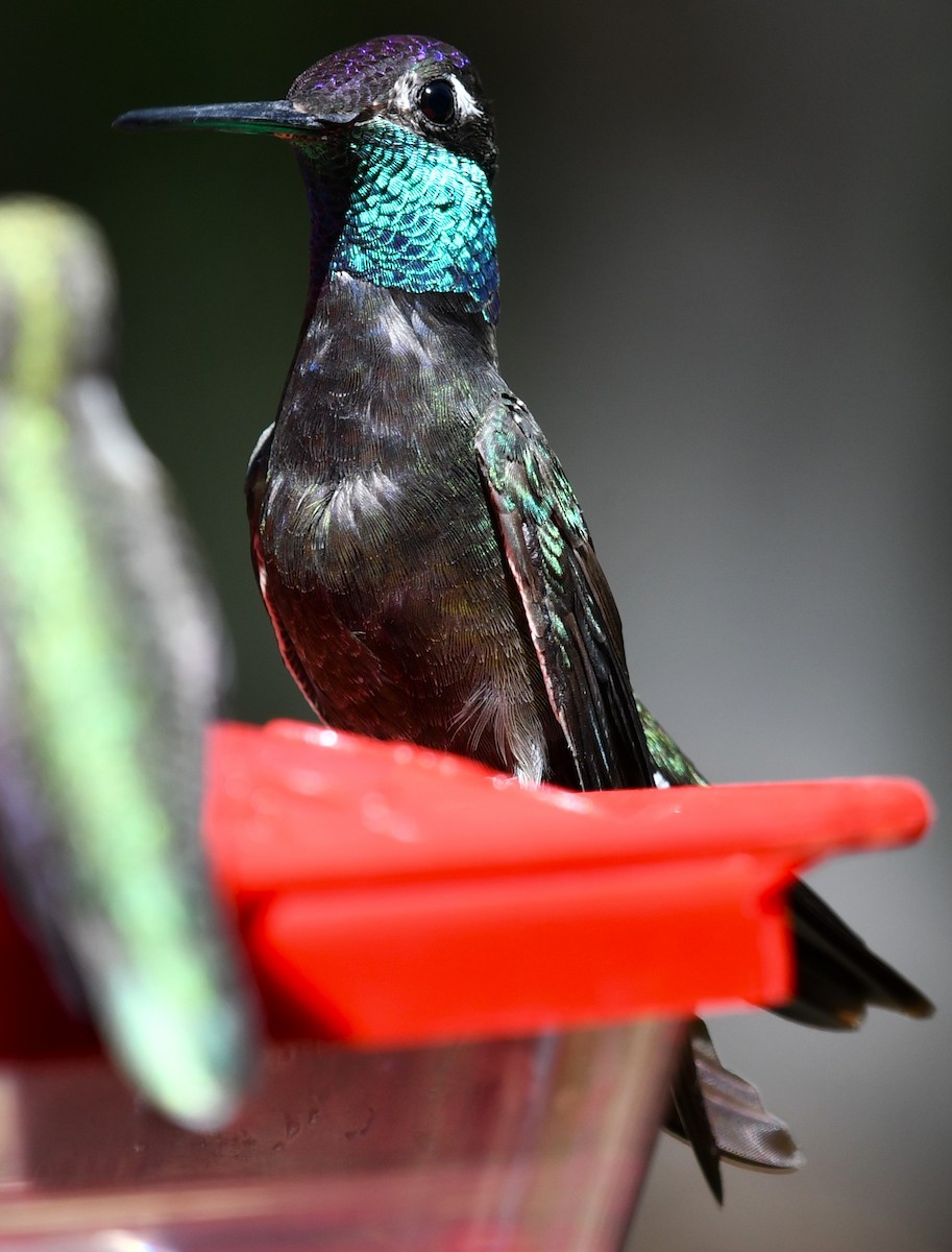 Violettkron-Brillantkolibri - ML643146531