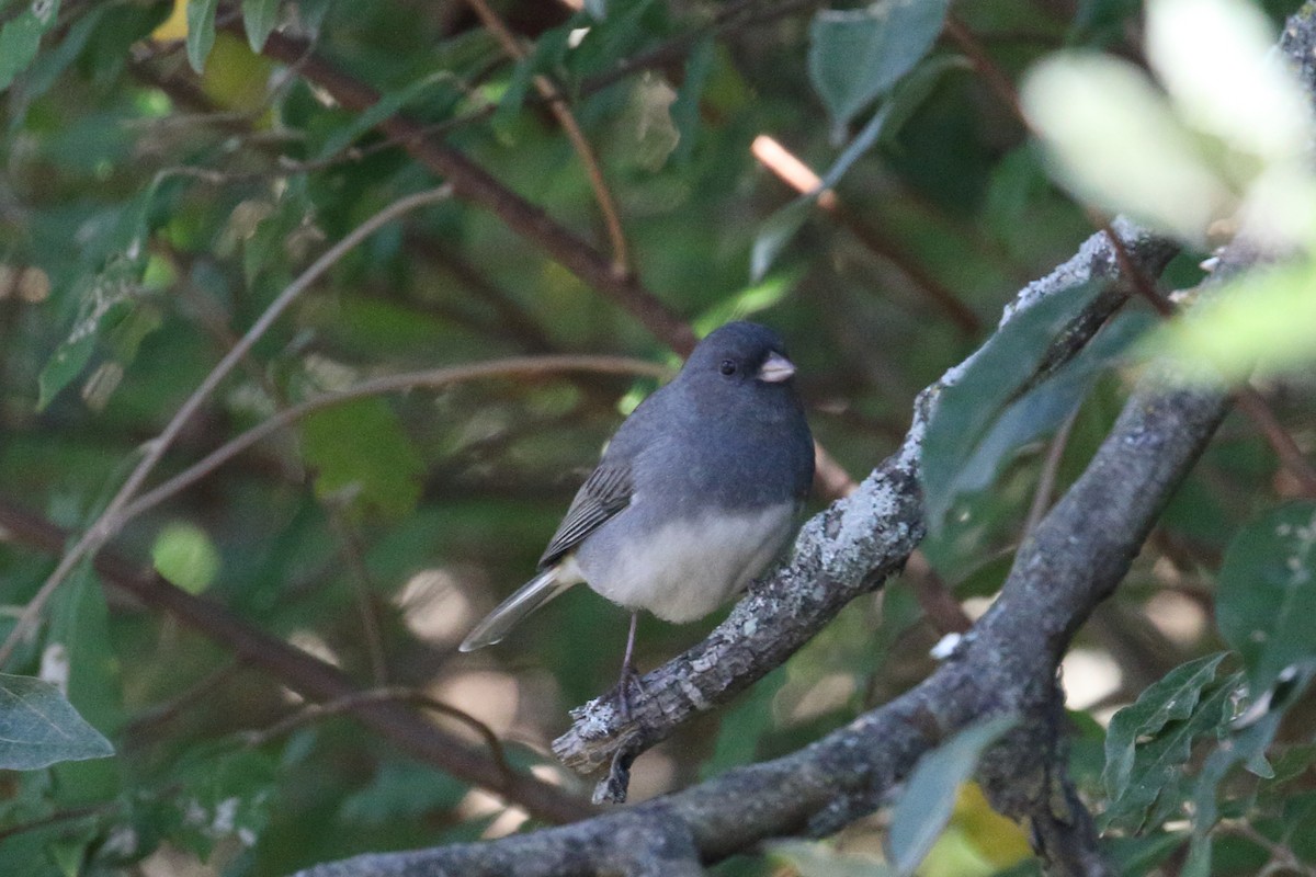 Dark-eyed Junco - ML643146546