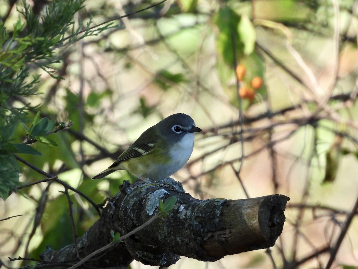 Blue-headed Vireo - ML643146548
