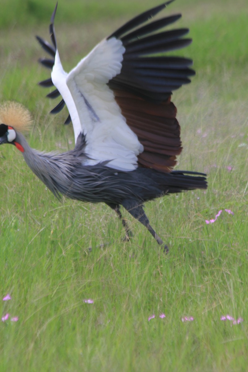Gray Crowned-Crane - ML643146551