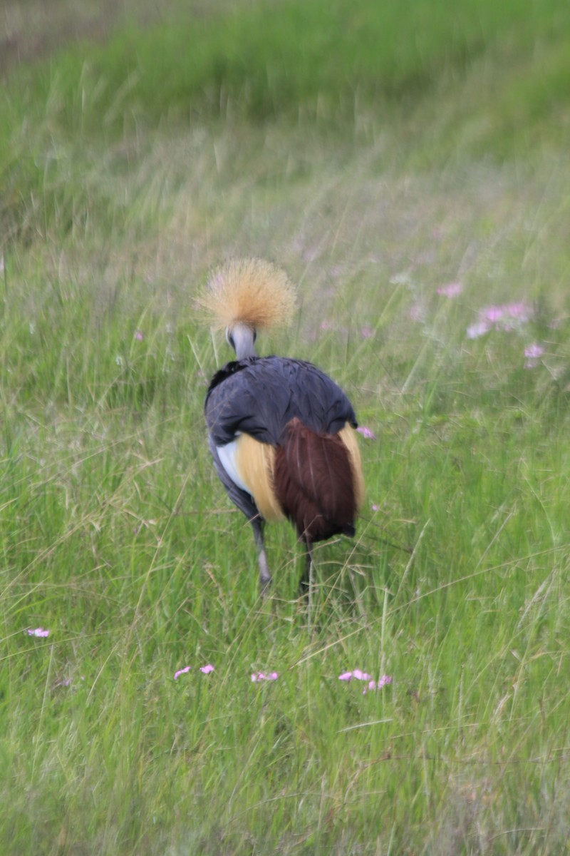 Gray Crowned-Crane - ML643146552