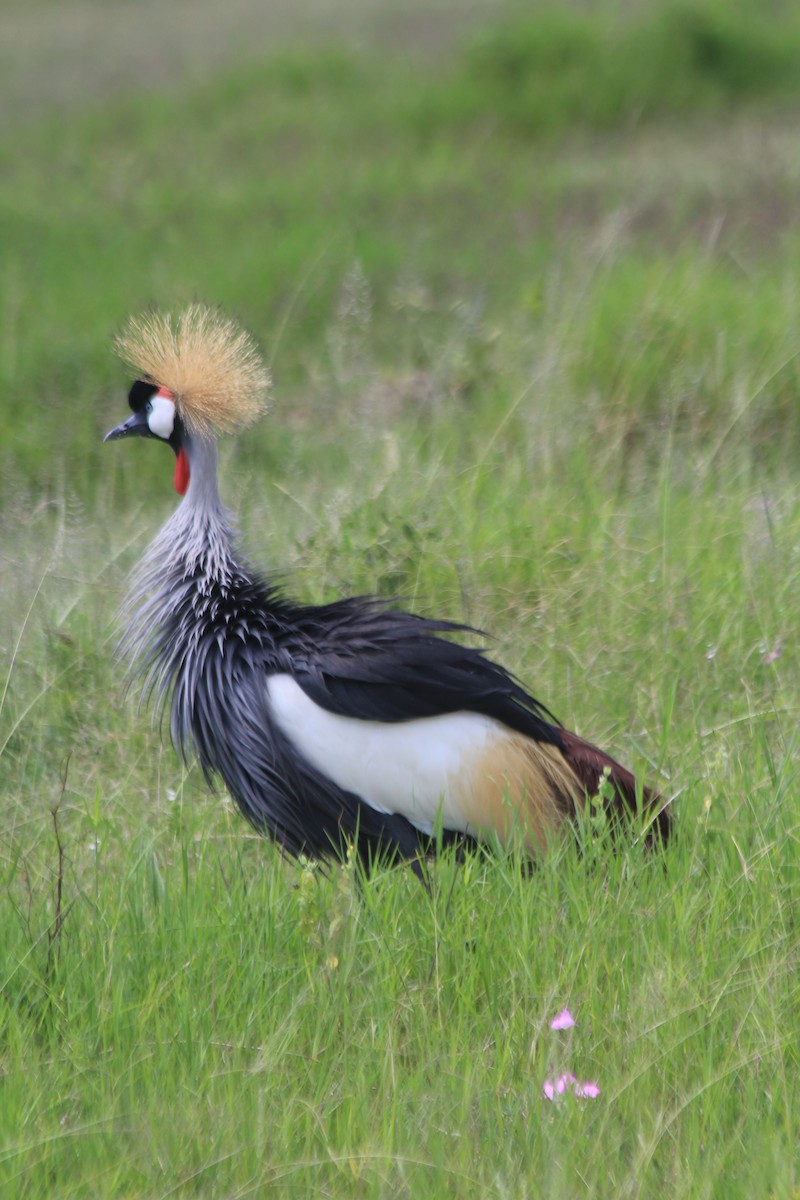 Gray Crowned-Crane - ML643146553
