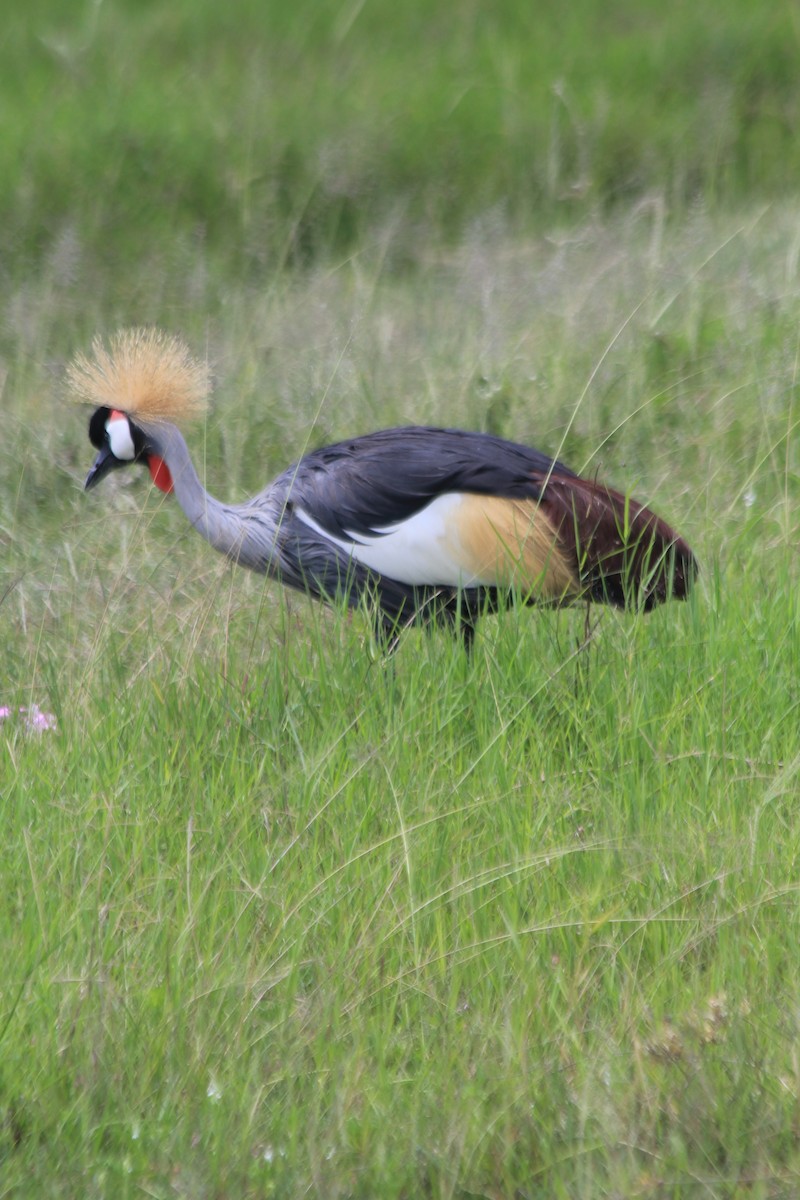 Gray Crowned-Crane - ML643146554