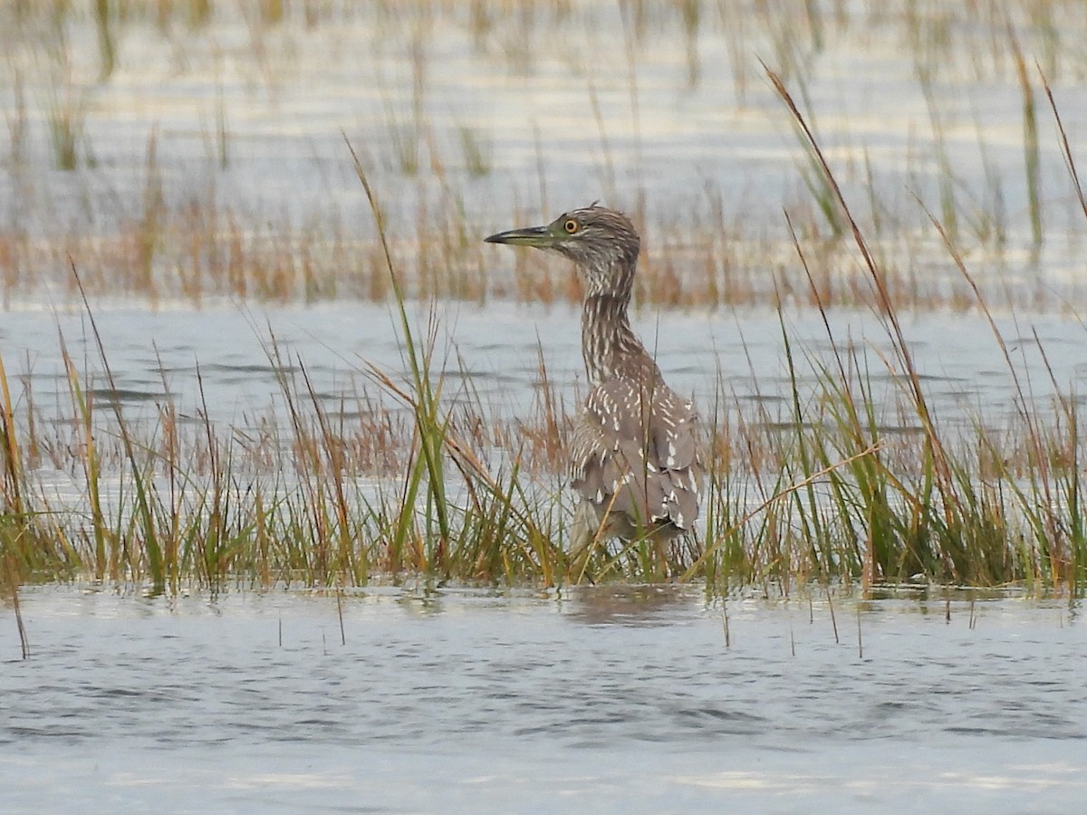 Black-crowned Night Heron - ML643146580
