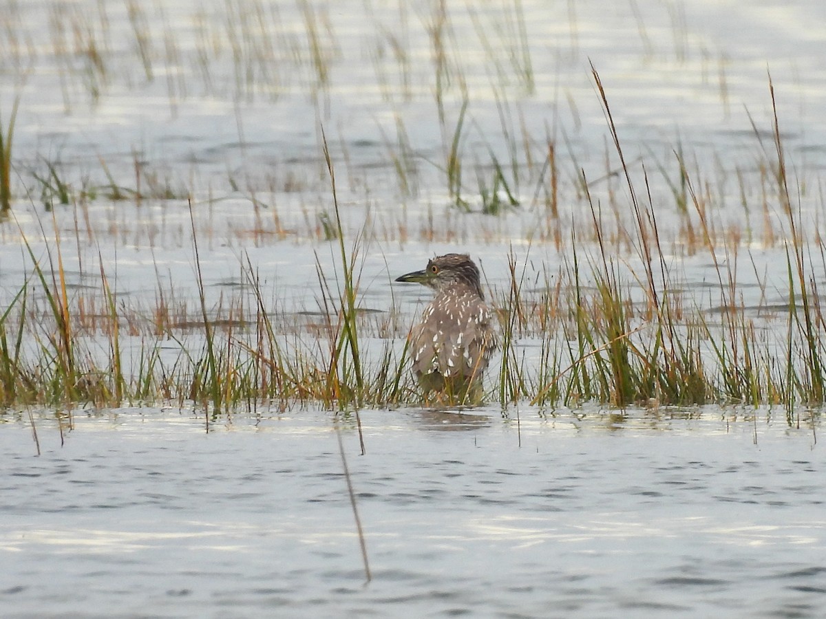 Black-crowned Night Heron - ML643146581