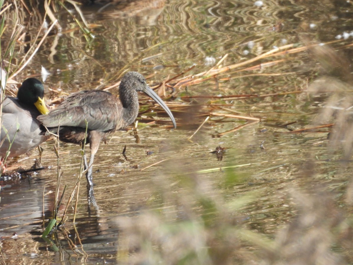 bronseibis - ML643146601