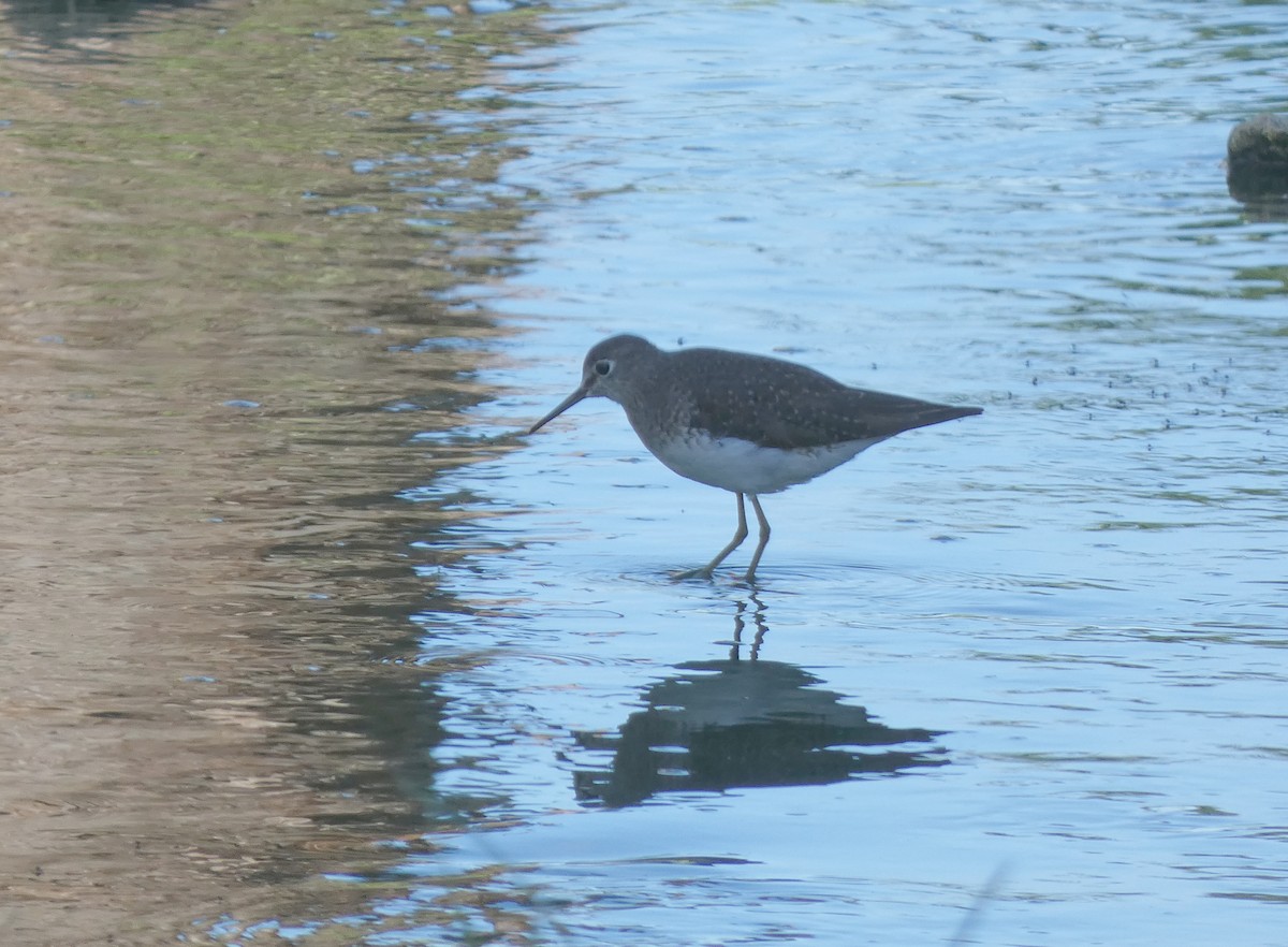 eremittsnipe - ML643146609