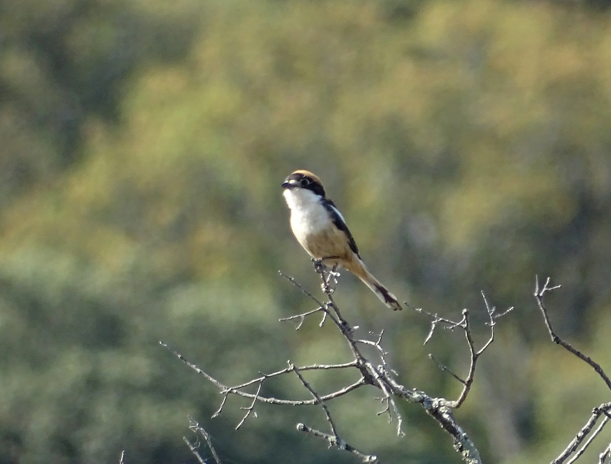 rødhodevarsler - ML643146618