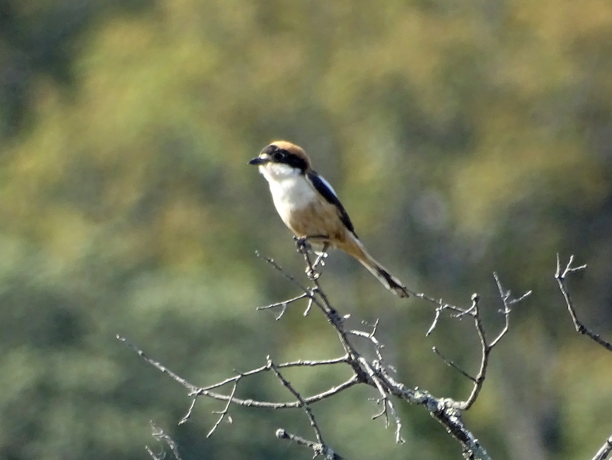 rødhodevarsler - ML643146621