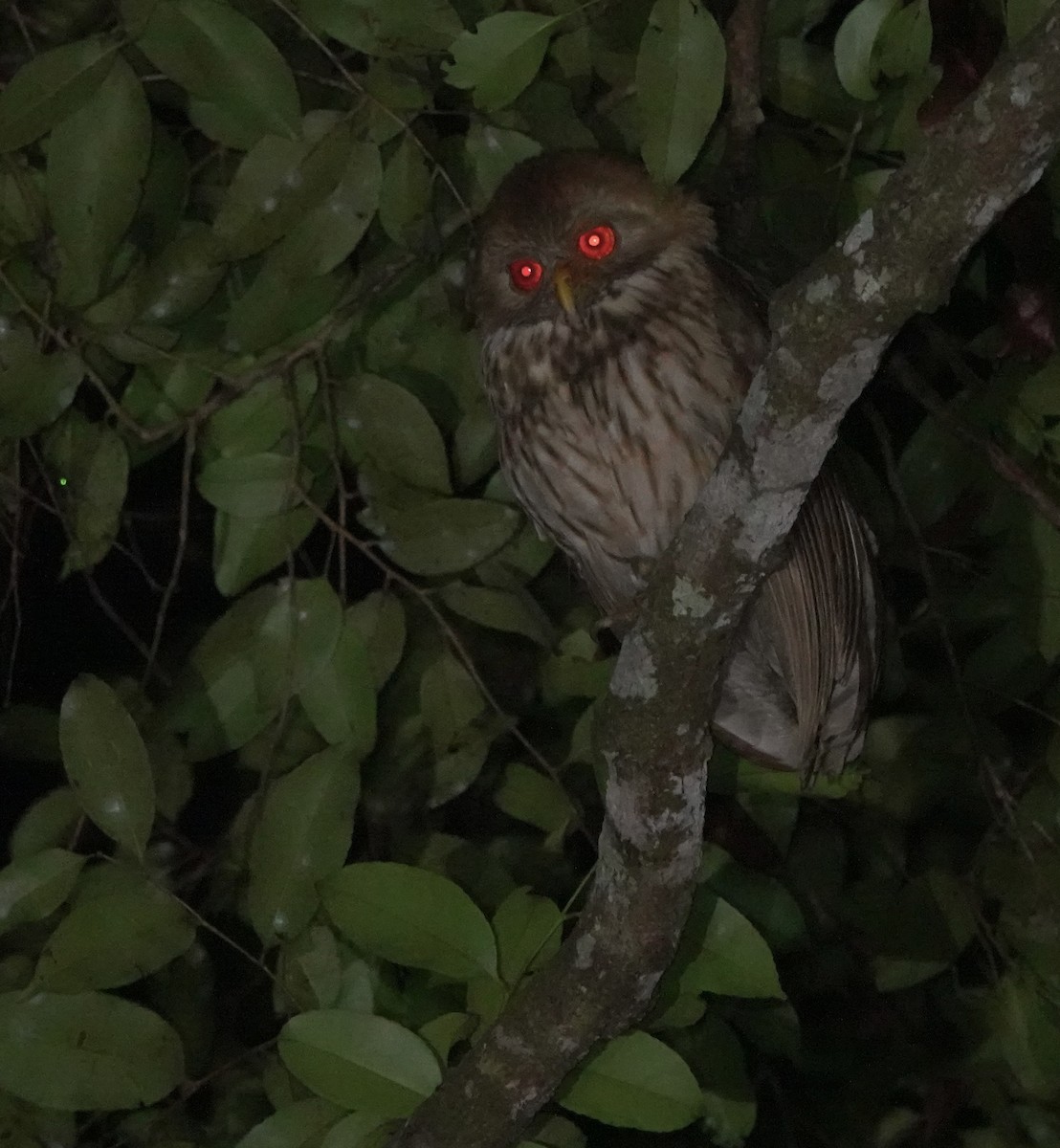Vermiculated Fishing-Owl - ML643146642