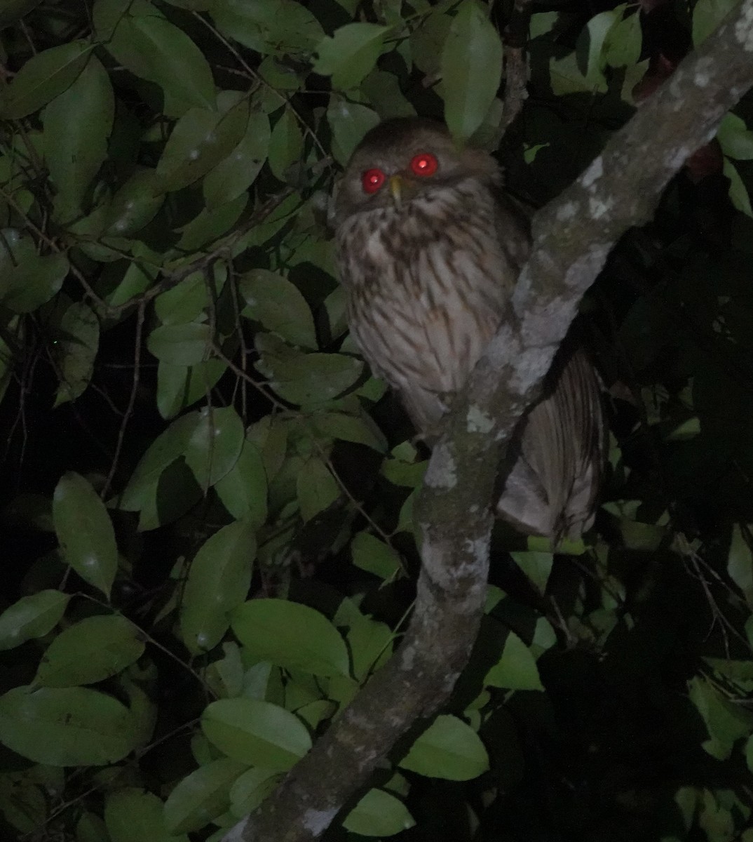 Vermiculated Fishing-Owl - ML643146643