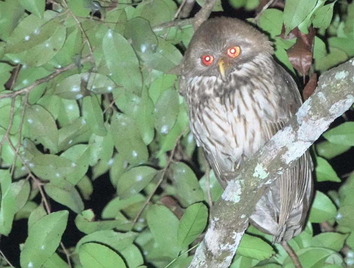 Vermiculated Fishing-Owl - ML643146644