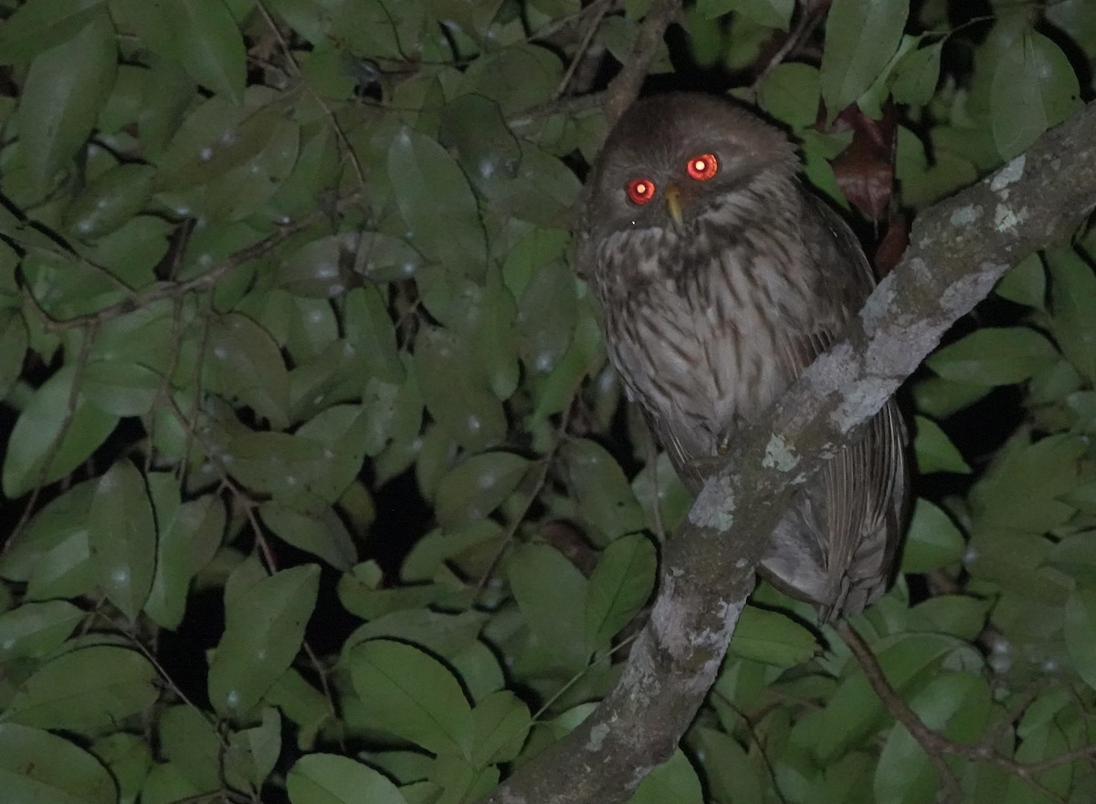 Vermiculated Fishing-Owl - ML643146645