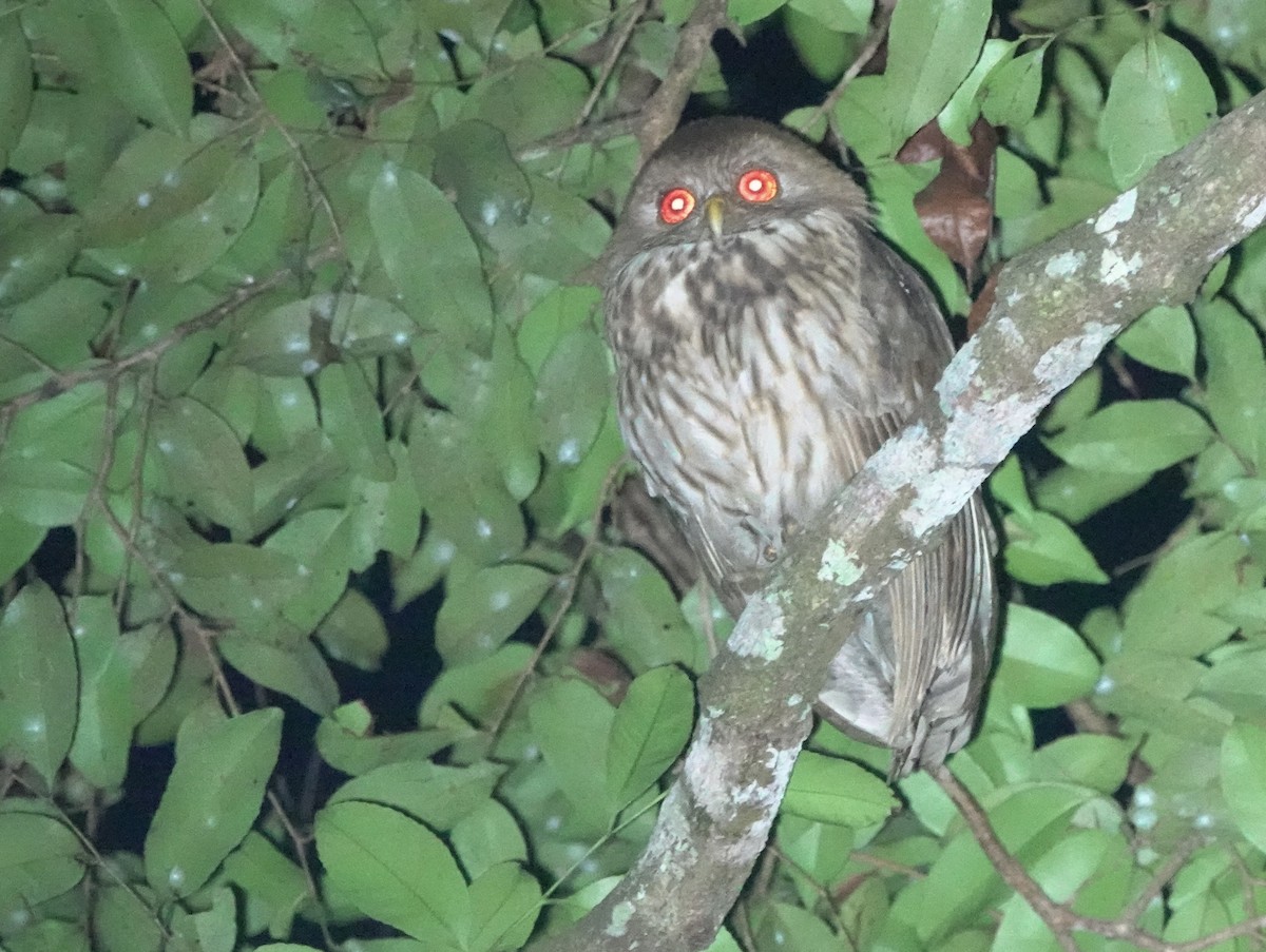 Vermiculated Fishing-Owl - ML643146646