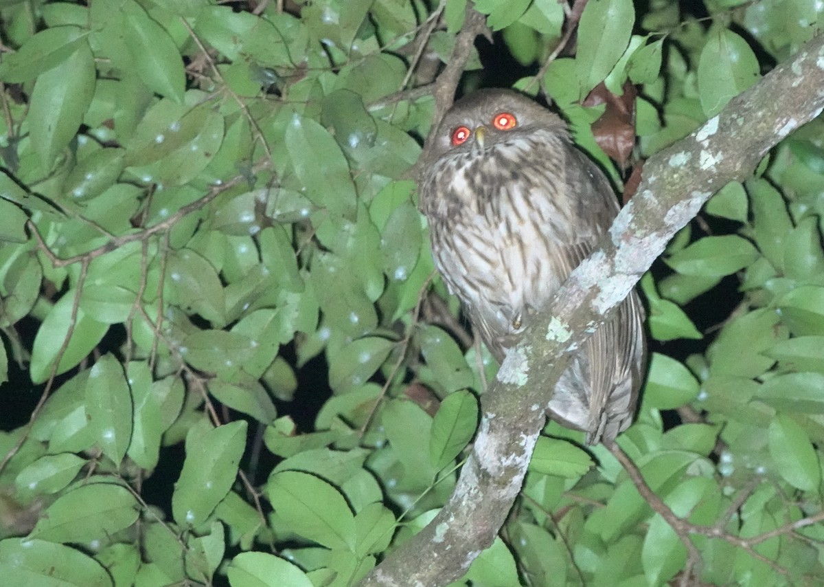 Vermiculated Fishing-Owl - ML643146647