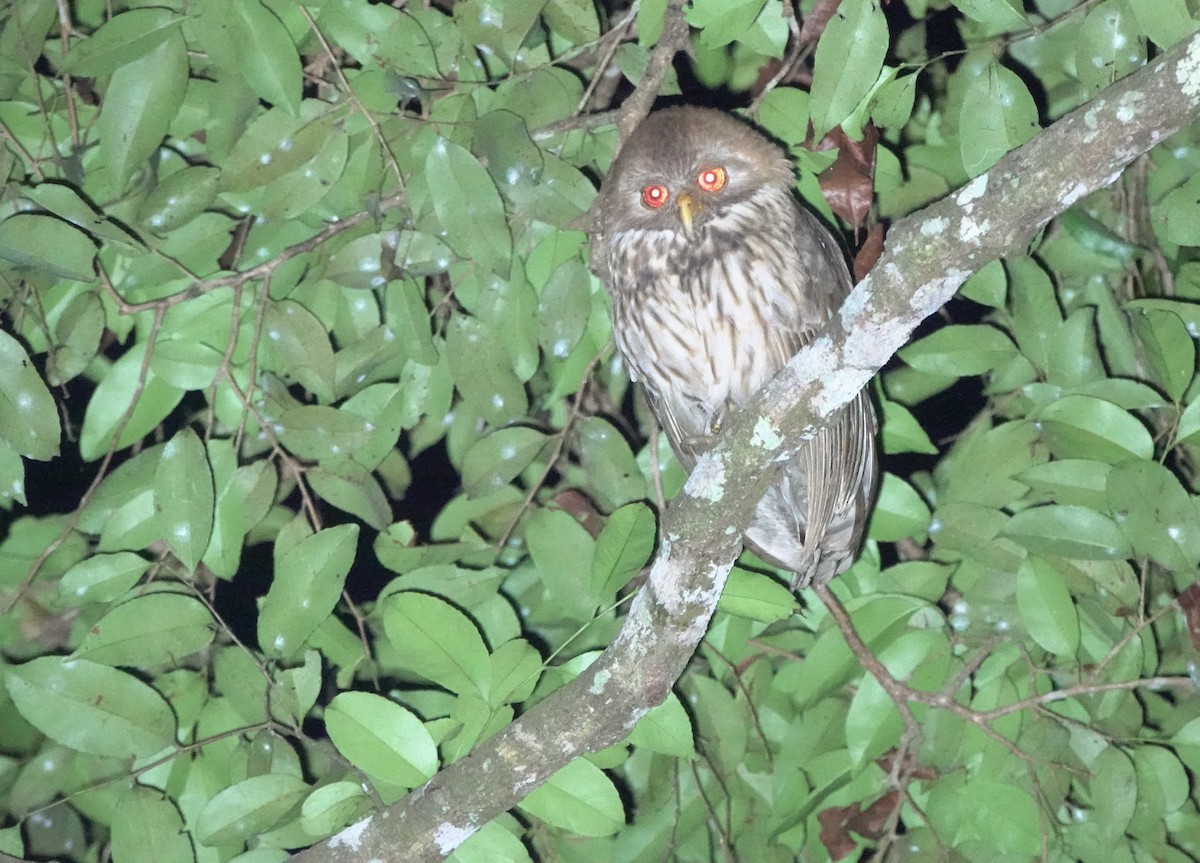 Vermiculated Fishing-Owl - ML643146648