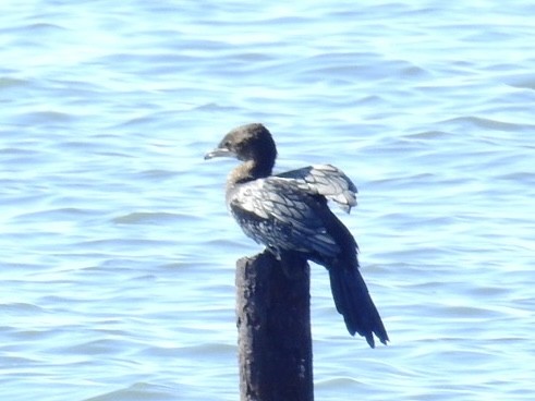 Pygmy Cormorant - ML643146674