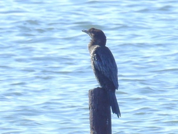 Pygmy Cormorant - ML643146675