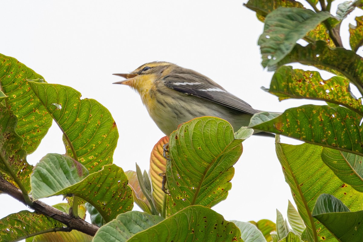 Blackburnian Warbler - ML643146680