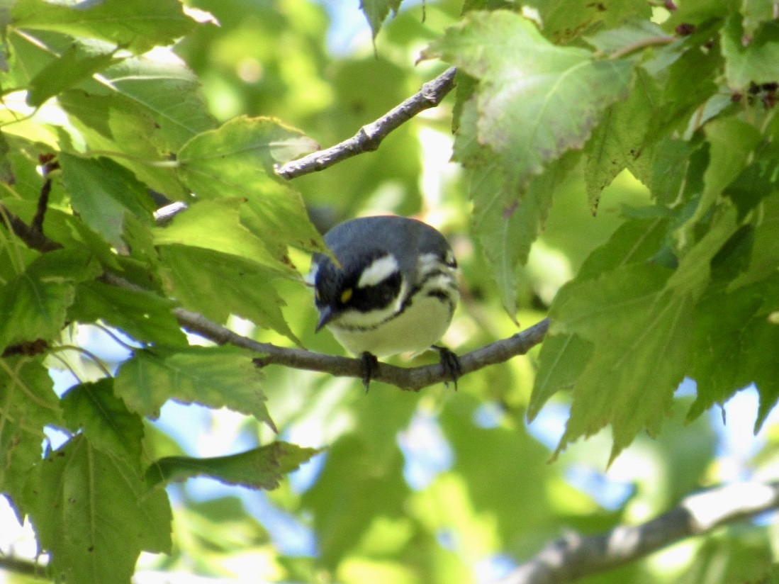 Black-throated Gray Warbler - ML643146685