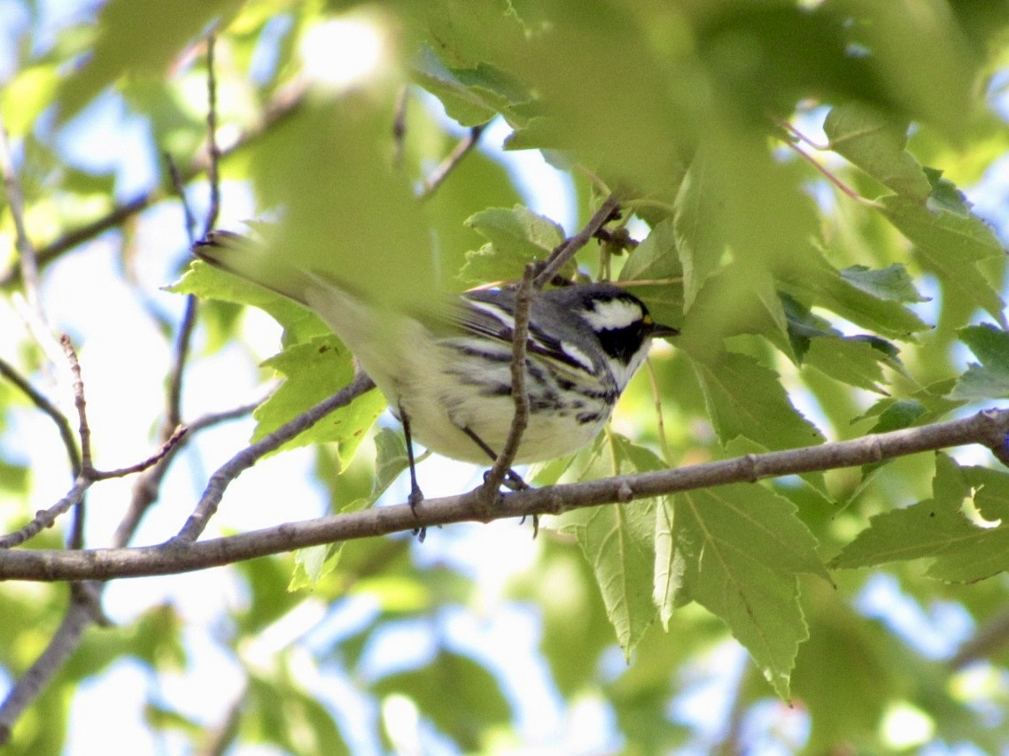 Black-throated Gray Warbler - ML643146686